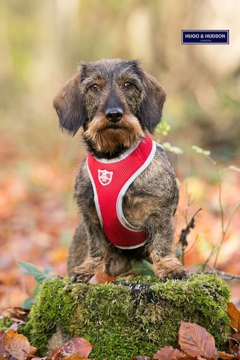 Hugo & Hudson Red Mesh Dog Harness (T36737) | £25
