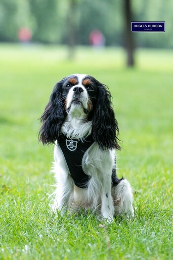 Hugo & Hudson Black Mesh Dog Harness (T48430) | £25