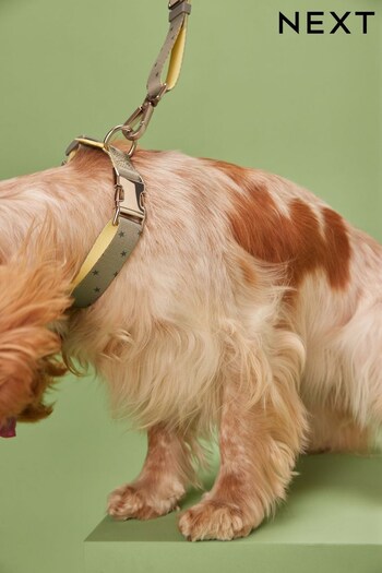 Khaki Green Star Dog Collar (T67407) | £12