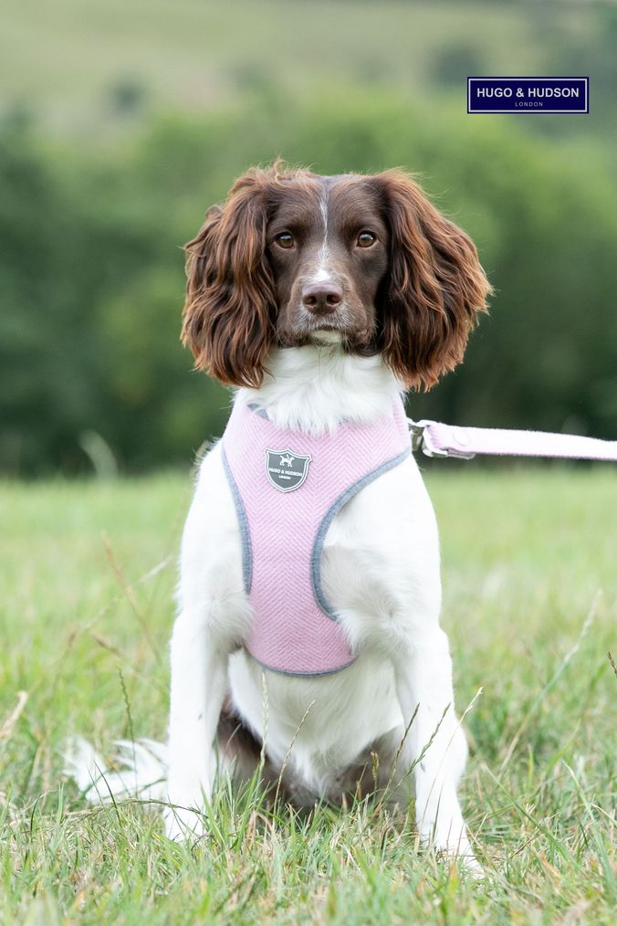Mesh 2025 dog collars