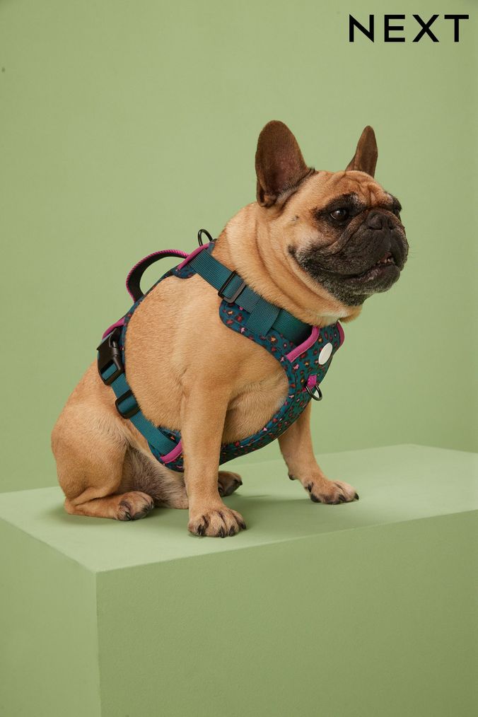 Puppy collars top and harnesses