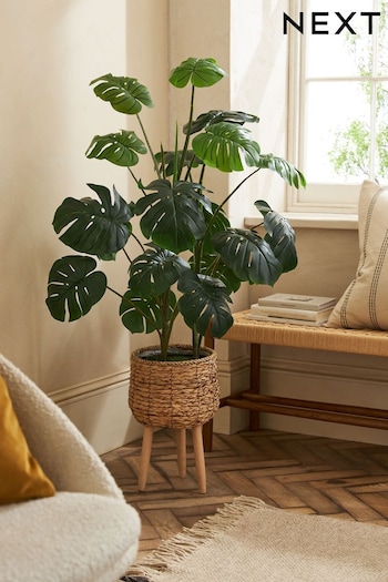 Green Artificial Cheese Plant in Rattan Planter With Legs (U85011) | £115