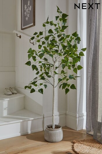 Green Artificial Birch Tree In Concrete Pot (U85054) | £120