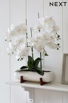 زهرة أوركيد كبيرة جدًا طبيعية الملمس في إناء أبيض مع حامل خشبي (A81992) | 34 ر.ع
