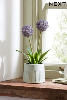 Lilac Purple Artificial Allium Plant (B1P496) | 98 QAR