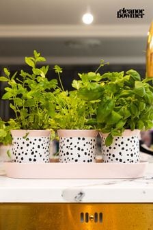 Eleanor Bowmer Set of 3 Dalmatian Herb Pots (D38712) | €40