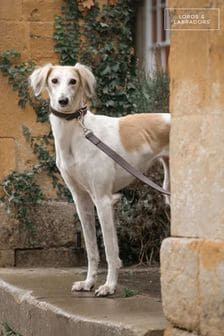 Lords And Labradors Hundeleine aus italienischem Leder (F07939) | 92 € - 107 €
