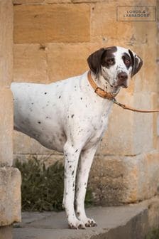 Lords and Labradors Tan Cream Italian Leather Dog Lead (G62511) | $165 - $193