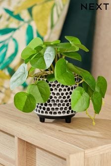 Green Artificial Chinese Money Plant In Monochrome Pot (U75721) | €21