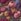 Opulent Velvet Print/Bold Floral Plum Purple Noa Deep Relaxed Sit