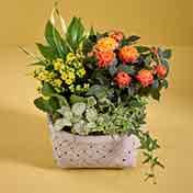Plants