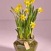 Gifts for Gardeners