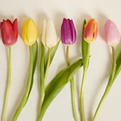 Flowers & Plants
