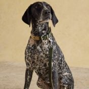 Leads, Collars & Harnesses