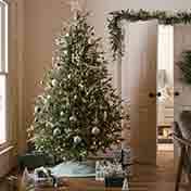 Christmas Trees