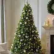 Christmas Trees