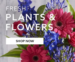 Next Flowers, fresh plants and flowers delivered direct to your door