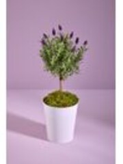 Lilac Purple Lavender Real Plant in Pail - Image 1 of 1