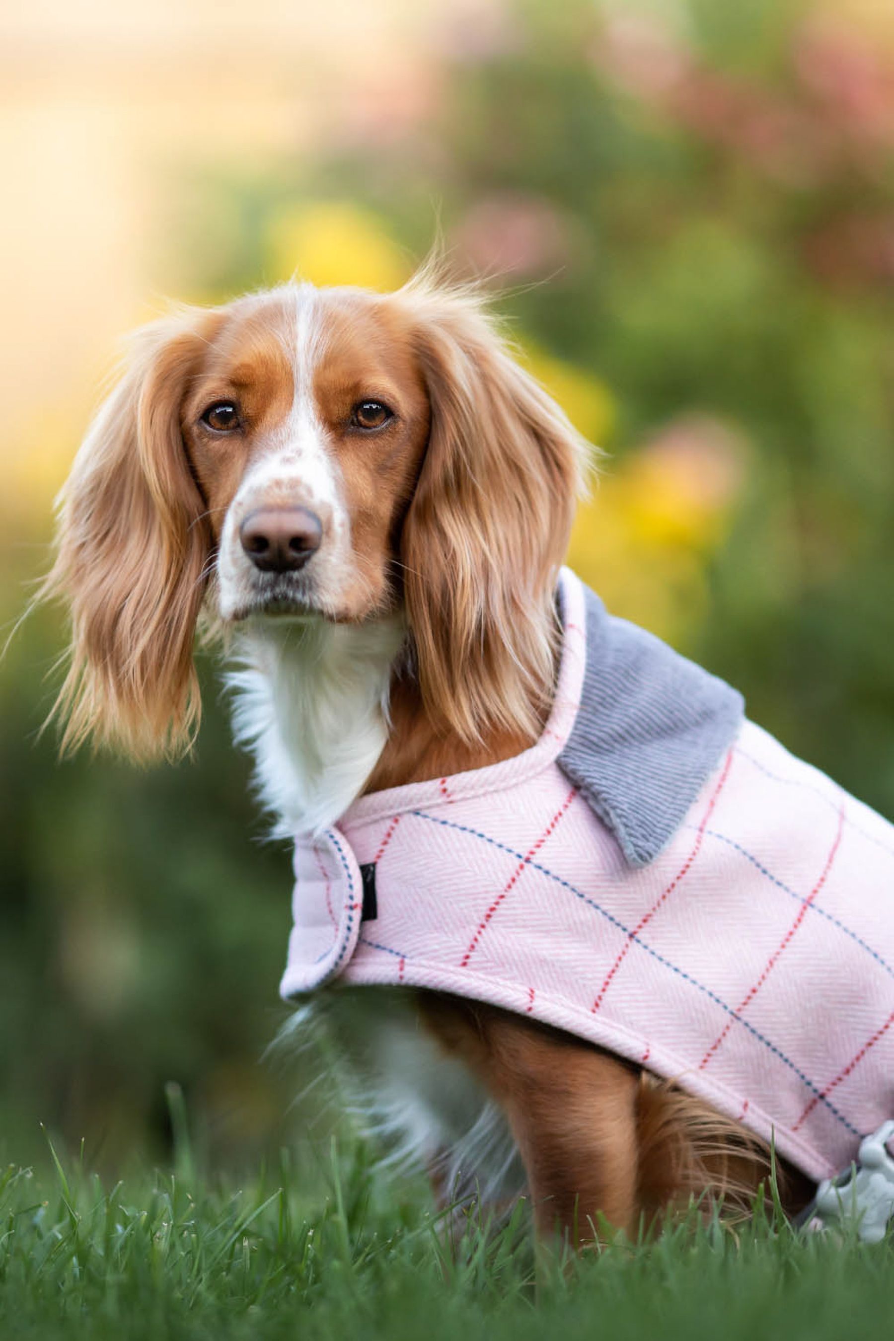 Buy Hugo & Hudson Pink Checked Tweed Dog Coat from the Next UK online shop