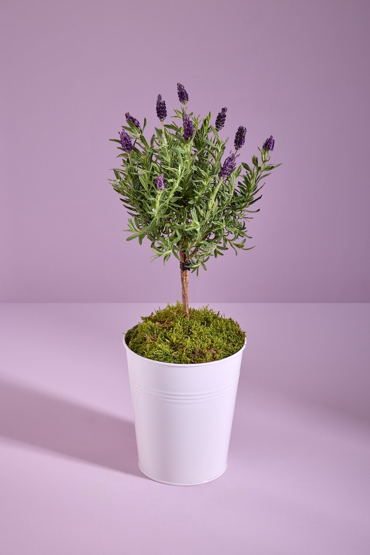 Lilac Purple Lavender Real Plant in Pail - Image 1 of 1