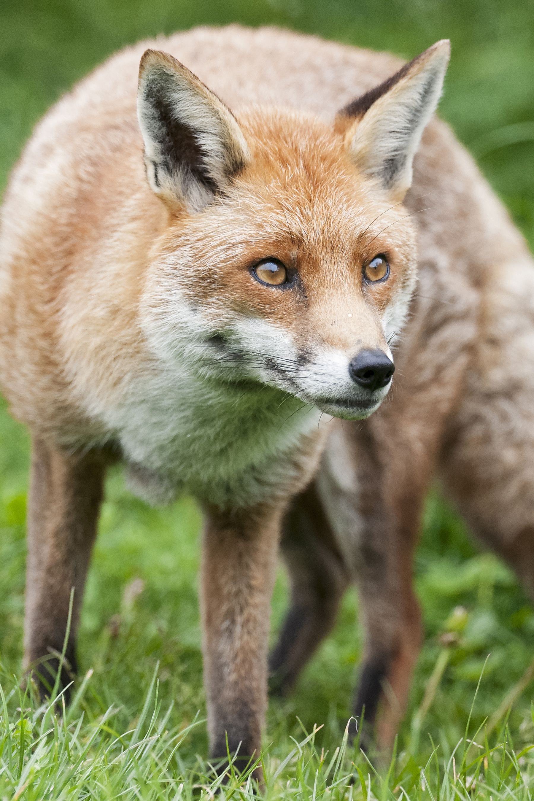 Buy as fox encounter for two at ark wildlife park from the next uk