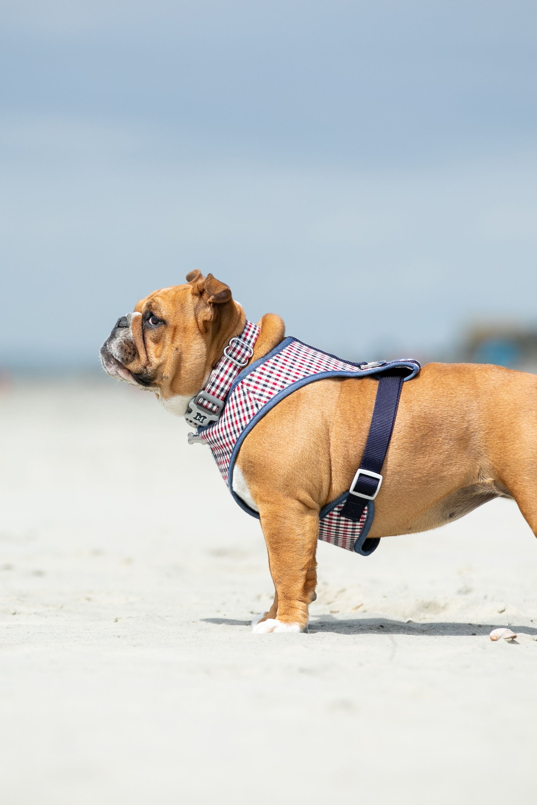 Buy Blue Hugo & Hudson Blue Navy and Red Checked Dog Collar from the