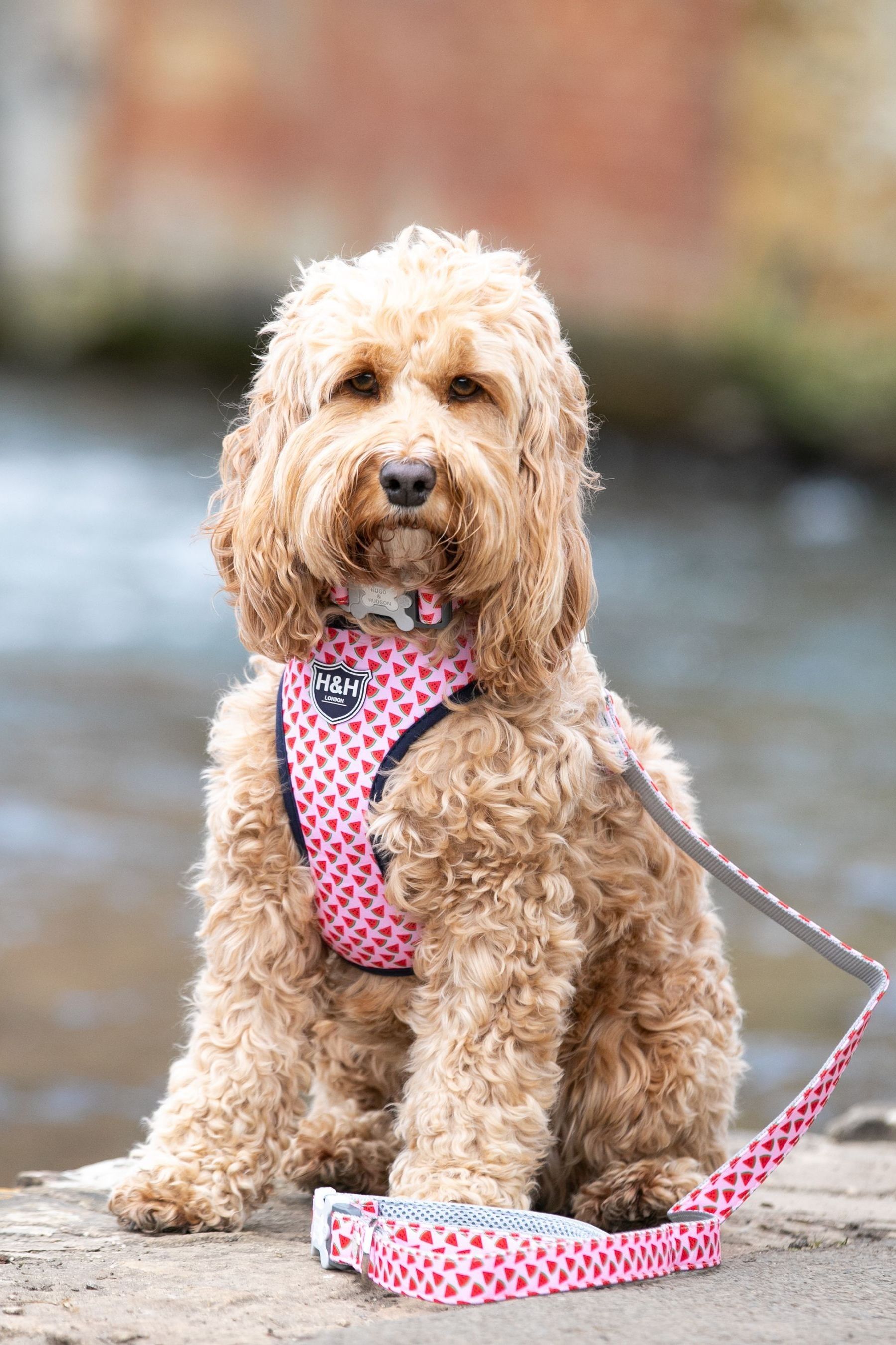 Buy Hugo & Hudson Pink Hugo & Hudson Pink Watermelon Dog Collar from the Next UK online shop