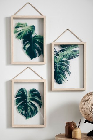 Buy Set Of 3 Cheese Plant Floating Frames From The Next Uk Online Shop