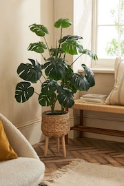 Green Artificial Cheese Plant in Rattan Planter With Legs - Image 1 of 4