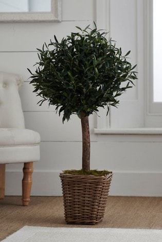 Buy Artificial Olive Tree In Pot From The Next Uk Online Shop