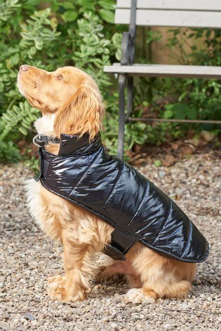 buy dog clothes