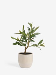 Künstlicher Mini-Olivenbaum in geripptem Keramiktopf - Bild 3 von 3
