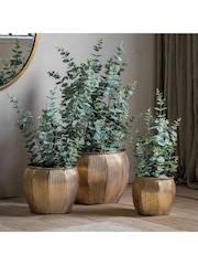 Gallery Home Gold Potted Eucalyptus Bush H920mm - Image 2 of 4