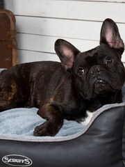 Scuffs Grey Medium Chateau Memory Foam Orthopaedic Dog Box Bed - Image 1 of 4