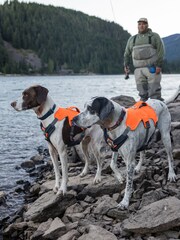 Ruffwear Orange Web Master™ Dog Harness with Handle - Image 1 of 4