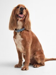 Barbour® International Blue Leather Dog Belt - Image 4 of 5