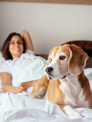 AS Dog Friendly Hotel Stays Gift Experience - Image 1 of 1