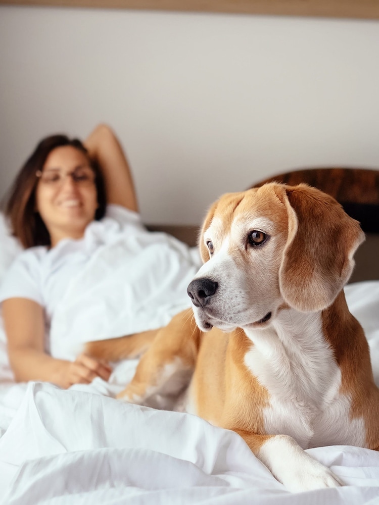 AS Dog Friendly Hotel Stays Gift Experience - Image 1 of 1