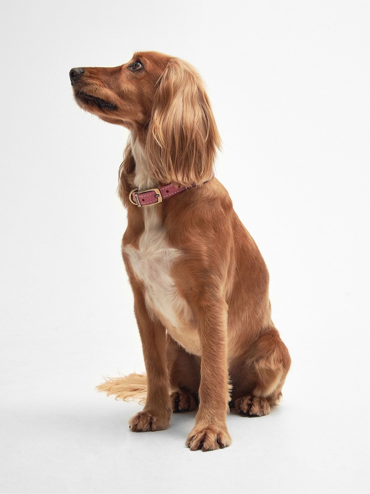 Barbour® International Pink Leather Dog Belt - Image 1 of 4 Barbour® International Pink Leather Dog Belt - Image 1 of 4