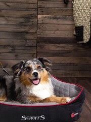 Scruffs® Black Washable Thermal Extra Large Dog Breed Pet Bed - Image 1 of 3