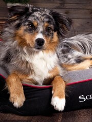 Scruffs® Black Washable Thermal Extra Large Dog Breed Pet Bed - Image 3 of 3