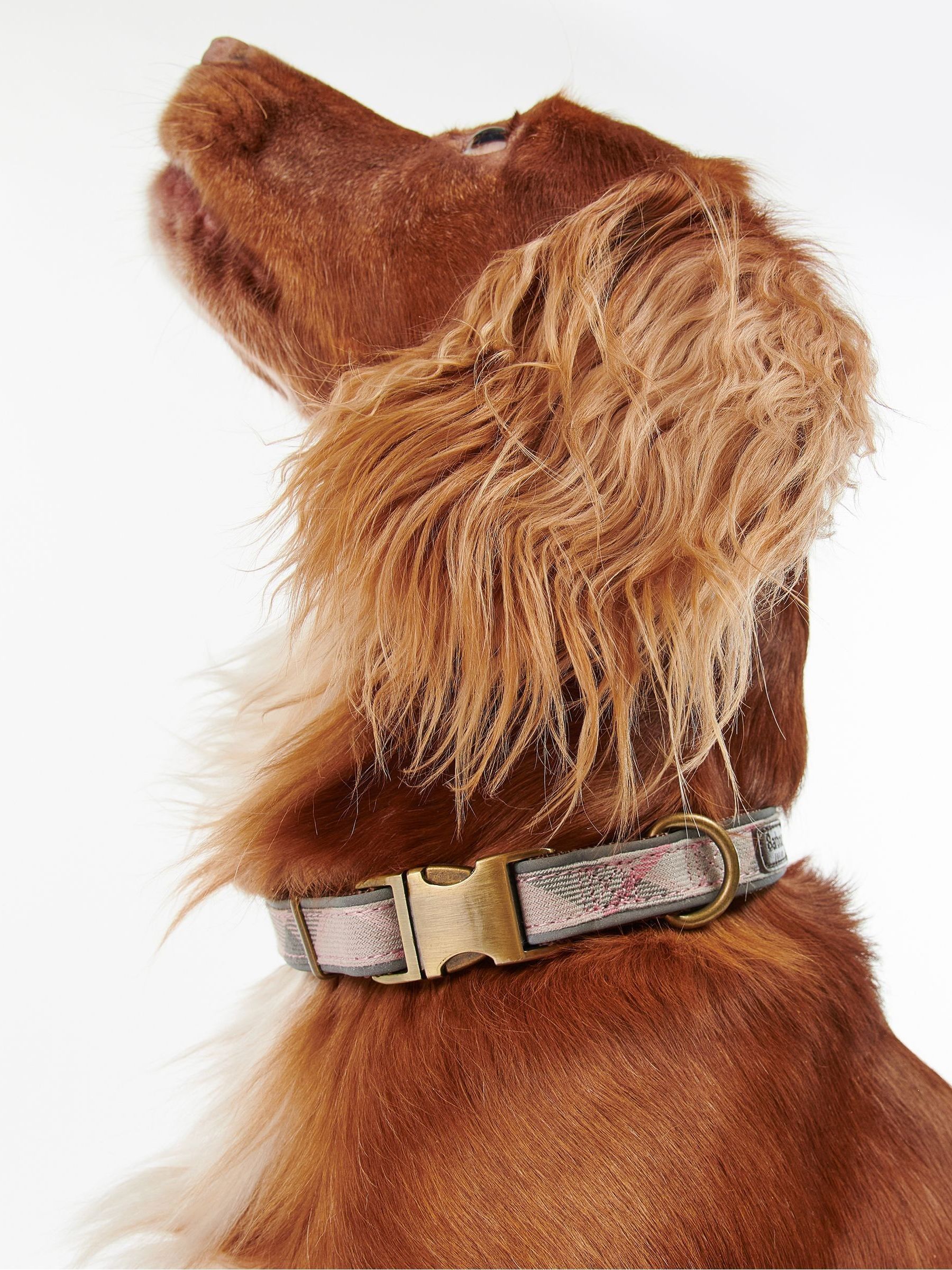 Barbour dog harness pink sales