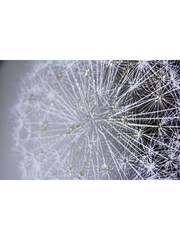 Arthouse Natural 3D Dandelion Print Mirror - Image 3 of 3