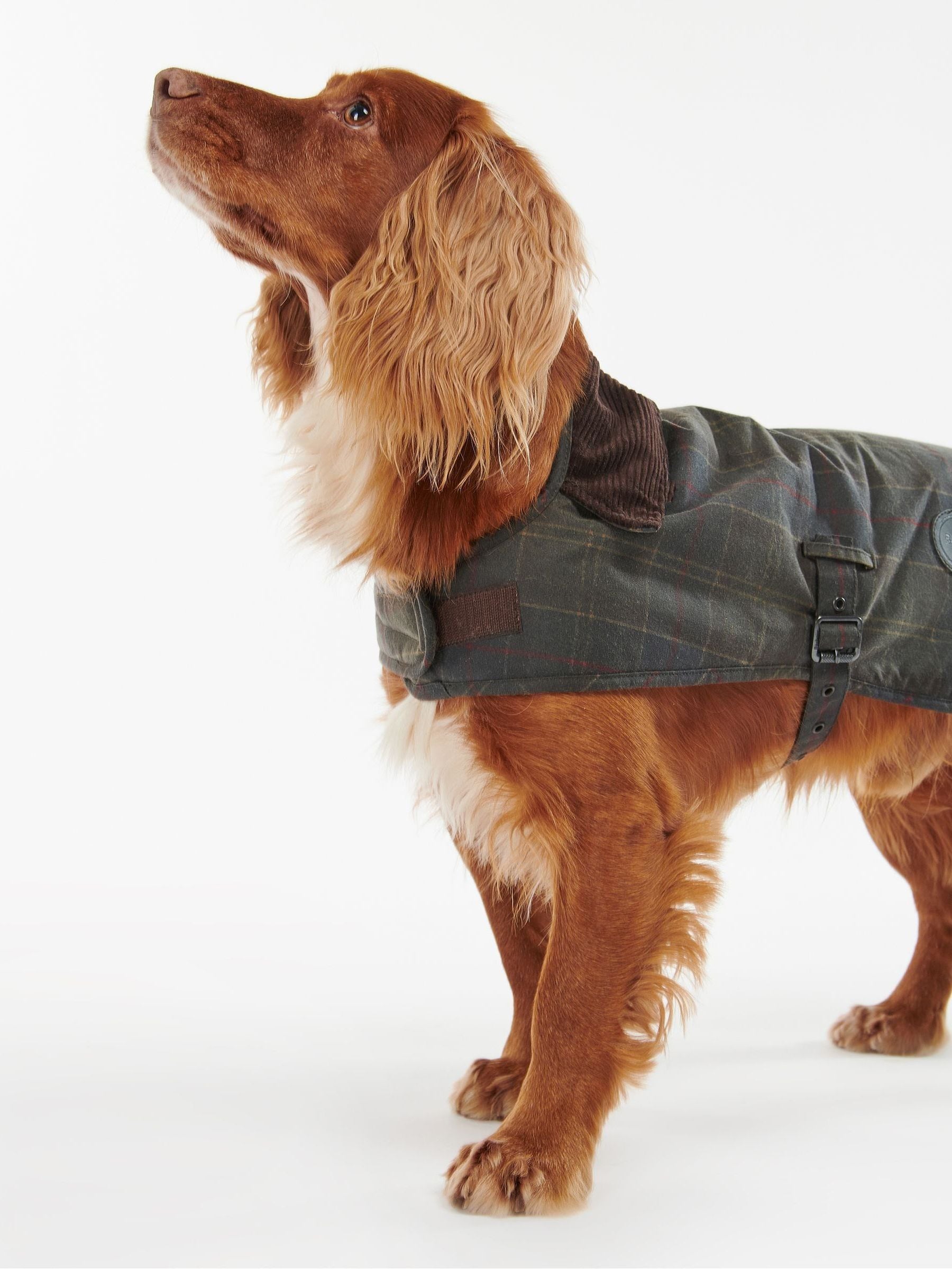 Barbour dog coat australia clearance