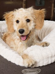 Scruffs® Grey Extra Large Breed Dog Ellen Bed - Image 2 of 4