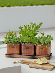 Ivyline Set of 3 Copper Garden Hampton Herb Planters With Tray - Image 1 of 4