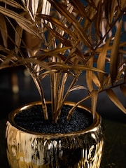 Planta de palmera Bold Chic - Imagen 2 de 4