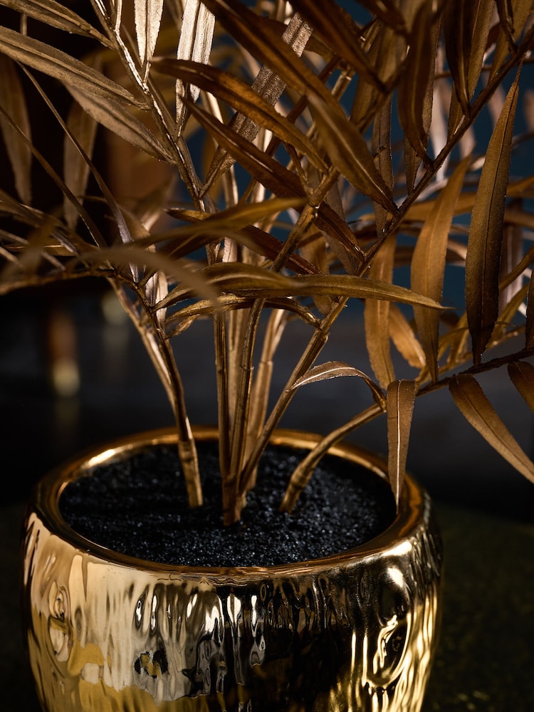 Planta de palmera Bold Chic - Imagen 2 de 4