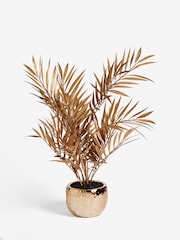 Planta de palmera Bold Chic - Imagen 3 de 4