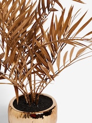 Planta de palmera Bold Chic - Imagen 4 de 4